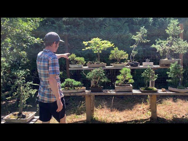 Bonsai Garden Summer Tour - Part 1