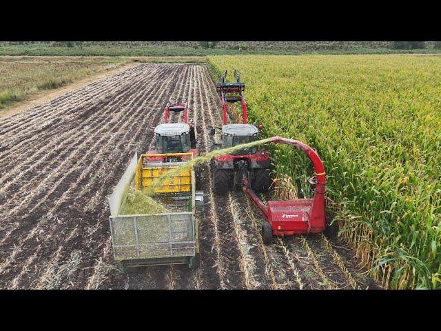 Two Row Maize Harvester In Action