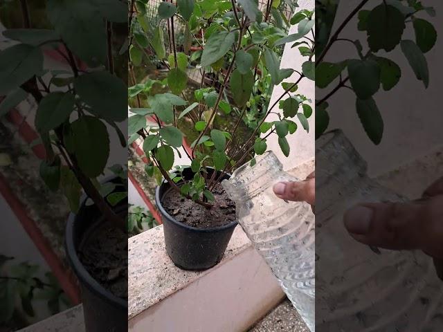 Tulsi Plant Watering Tip #tulsi #garden #diy