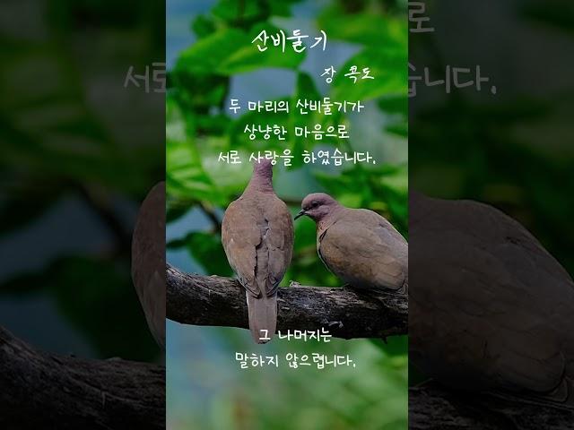 [이 주의 시 한 잔] 산비둘기 - 장 콕도 | 1분 동안 힐링하는 시 낭독