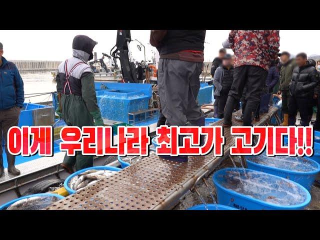 등껍질이 사포보다 거칠다! 심해에 사는 최고가 물고기를 먹어보자 !! /The best fish you can eat with bones!