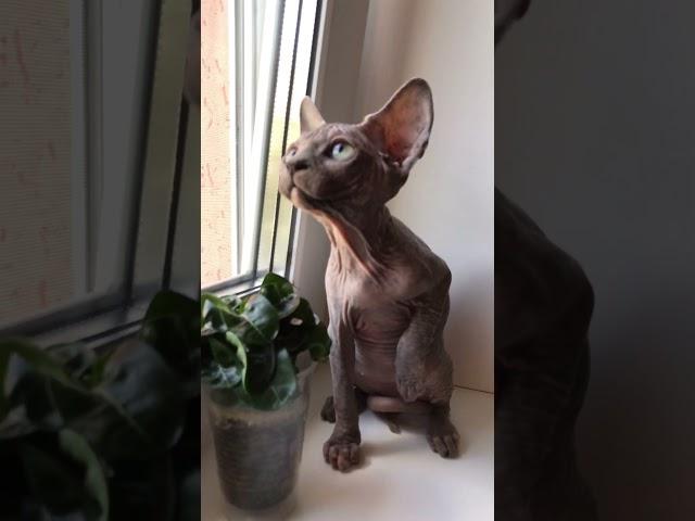 Канадский Сфинкс девочка ️ #сфинксы #котикинарокотики