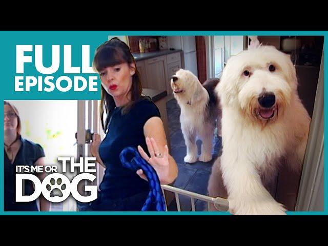 The Hairy Hooligans: Bumble and Doogle | Full Episode | It's Me or the Dog