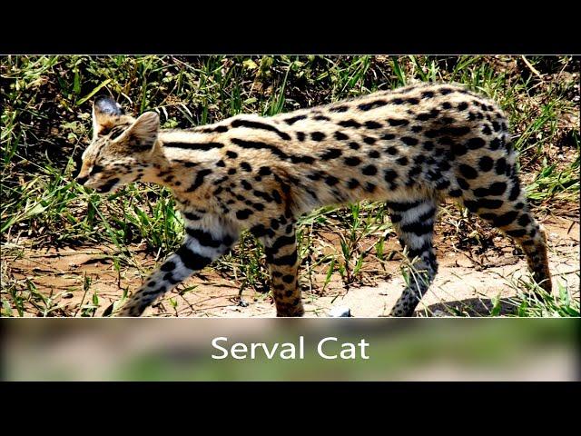 Serval (Cat) Leptailurus serval