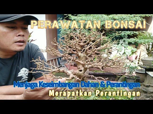 Bonsai Kalimantan atau Tausi Agar Perantingannya Semakin Rapat