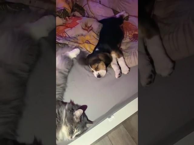 Места всем хватит#бигльфарадэй #фарадэй #котвася #маленькийфарадэй #beagle #щенокбигля