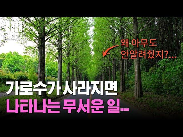 당신이 몰랐던 가로수의 비밀 I 숲해설가 숲이야기 김포스