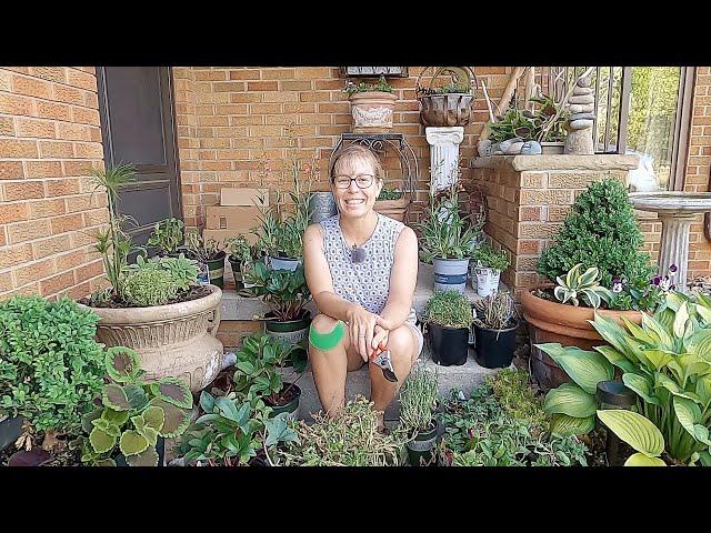 Clearance Plant Haul & How to Pick a Clearance Plant  // Suburban Oasis