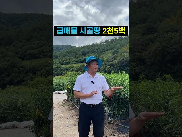 소액땅 경북땅, 가성비 좋은 시골땅 추천매물~#소액물건 #체류형쉼터 #farming