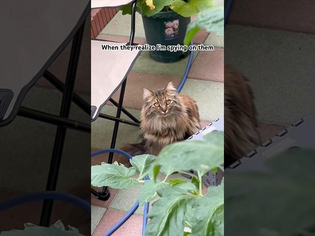 Watch out!#cats #shorts #funny #ネコ