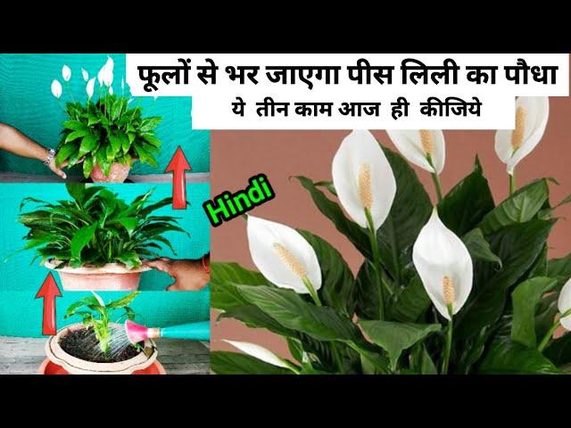 How To Take Lots Of Flowers From Peace Lily | पीस लिली से ढेर सारे फूल लेने की ट्रिक