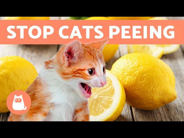 10 HOME REMEDIES to STOP Your CAT PEEING at HOME  (Cat Repellent)