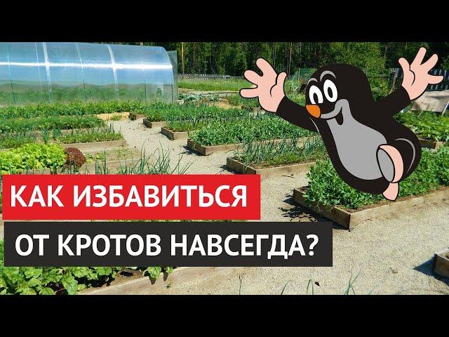 Как избавиться от кротов в саду? Простой способ, как избавиться от кротов навсегда!