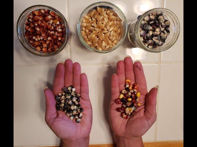 Heirloom Corn varieties at Mary's Heirloom Seeds