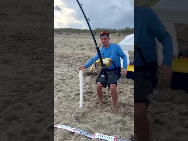 Setting The HOOK!!!  #sharkfishing #sharklife #fishing #lbsf #giantsharks #sharks #bigsharks