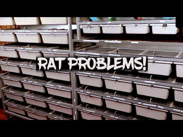 Breeding Rats and Mice - My Problems!