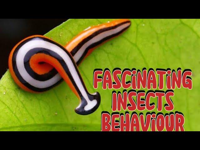 Fascinating Insects Behaviour