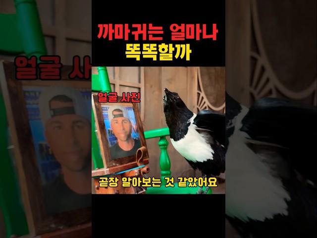 까마귀는 얼마나 똑똑할까