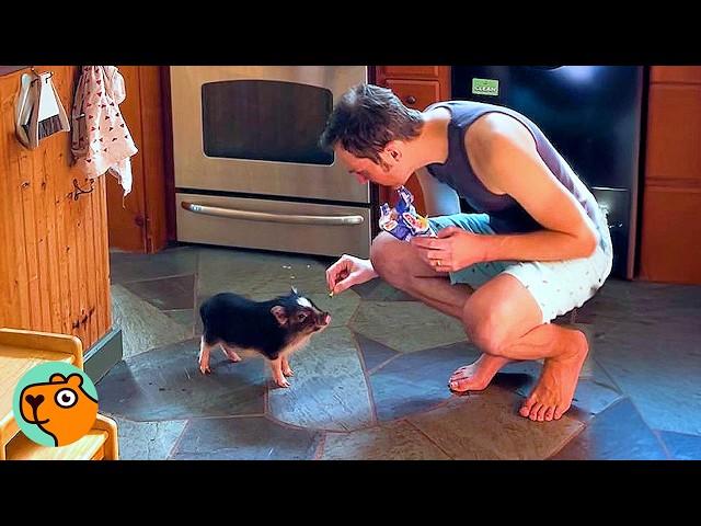 Tiny Piglet Will Squeal Non-Stop Until He Gets His Scratches | Cuddle Buddies