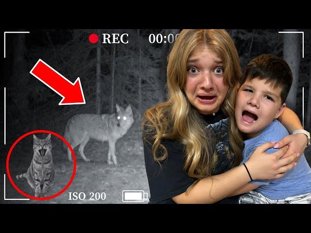 VICIOUS COYOTE Took Our Cat!  *Security Footage*