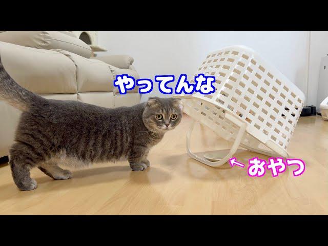 逃げ足の速い猫を捕獲する為に古典的な罠を仕掛けたらこうなりました笑