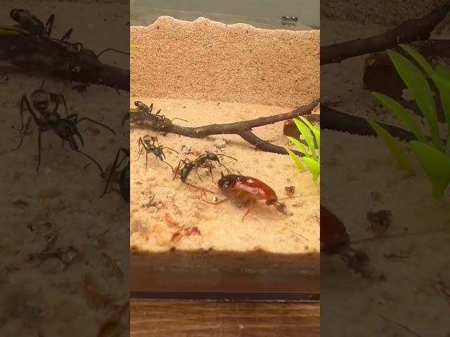 Huge Ants Hunt Down A Roach 🪳