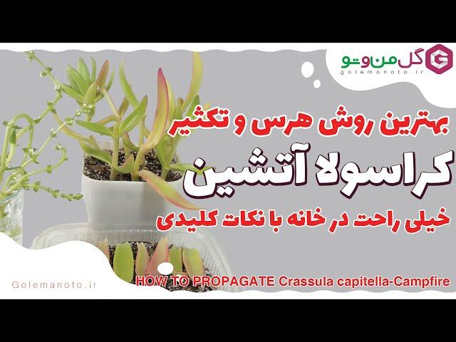 تکثیر و هرس کردن کراسولا آتشین (کمپ فایر) در خانه - Crassula capitella