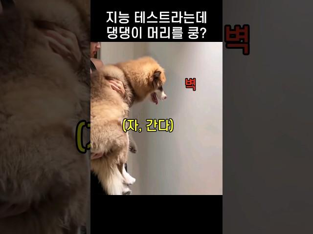 "이걸 믿는다고?.." 견주 호기심 자극한 댕댕이 지능테스트 방법