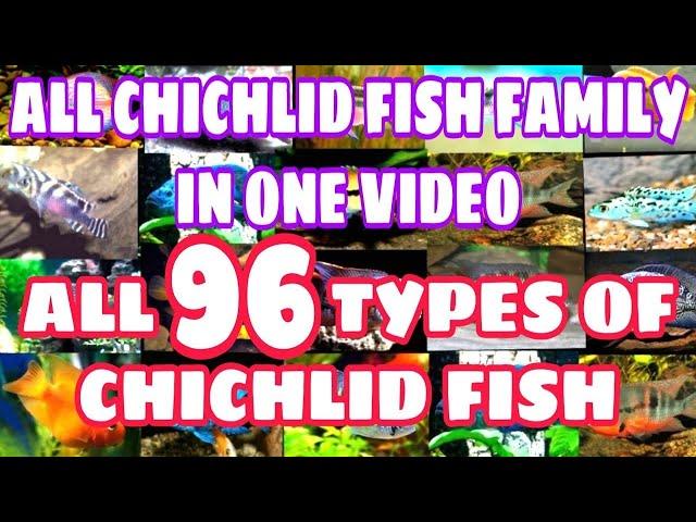 All types of cichlid fish | African cichlid | American cichlid |  Prathmesh Aquatics