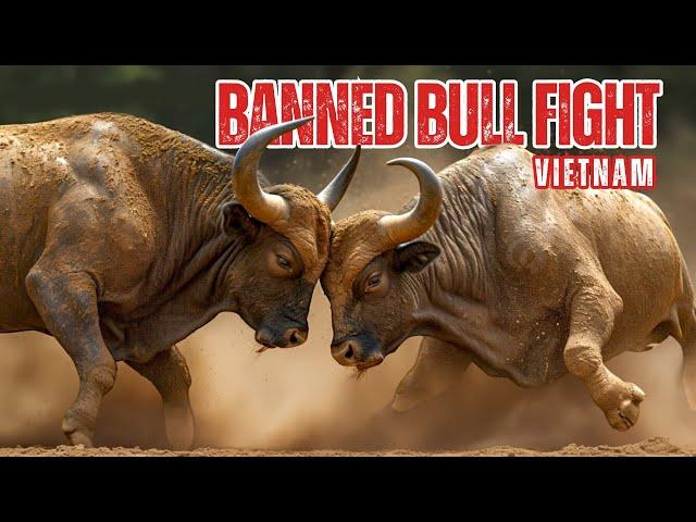 Bull Fight in Vietnam | Shanish Travel Vlog #BullFight #Vietnam