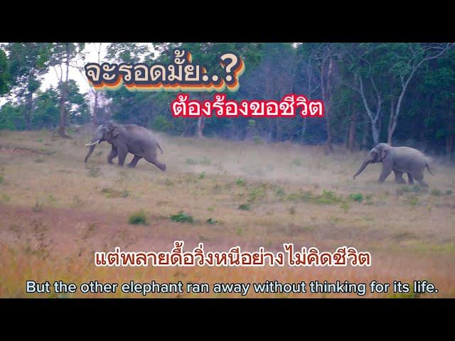 Ep.452 ไม่น่าเชื่อ ..!! พลายดื้อวิ่งหนีพลายหว่อง ร้องลั่นขอชีวิต #wildlife #เขาใหญ่ #ช้างป่า