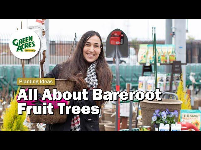 All About Bareroot Fruit Trees (What they are and how to plant)