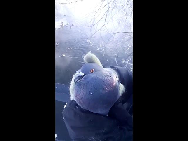 Голубь в руках