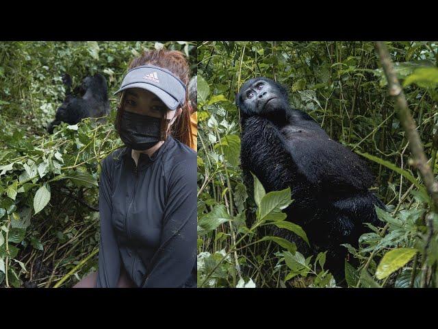 Mountain Gorilla Trekking in Uganda