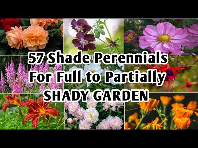 57 Shade Perennials For Full to Partial Shade Garden | Shade Garden Perennials | Plant and Planting