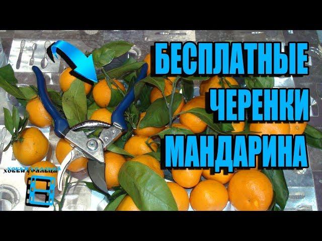 ГДЕ ВЗЯТЬ ЧЕРЕНКИ КУЛЬТУРНОГО МАНДАРИНА (ЦИТРУСОВЫХ) ДЛЯ ПРИВИВКИ? ПРИВИВКА ОКУЛИРОВКОЙ. ЦИТРУСОВЫЕ