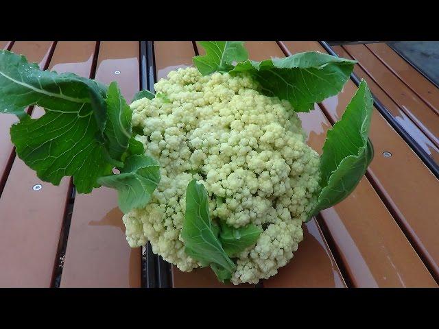 Harvesting Cauliflower | Picking First Cauliflower of the Season