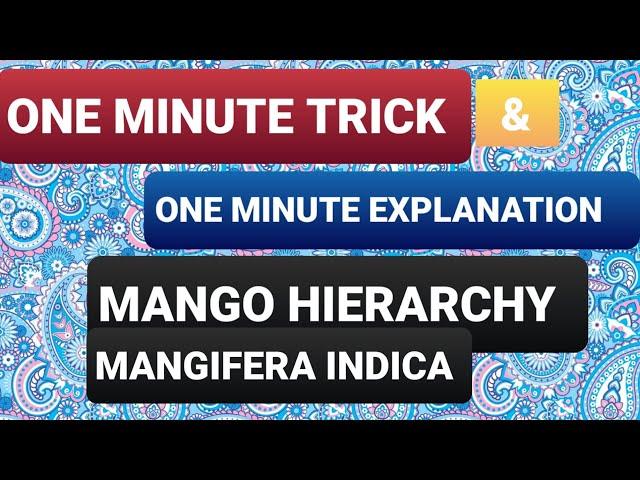 MANGO Classification trick from kingdom to species|| Mangifera Indica