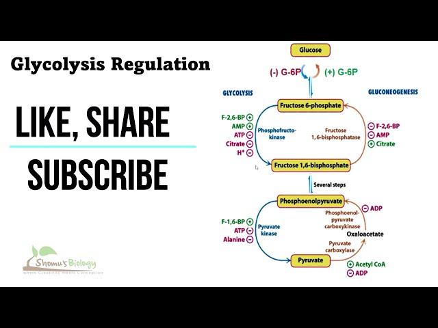 Regulation of glycolysis