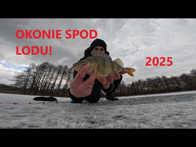 Okonie spod lodu. Pierwsze wejście na lód 2025!! #icefishing #okoń