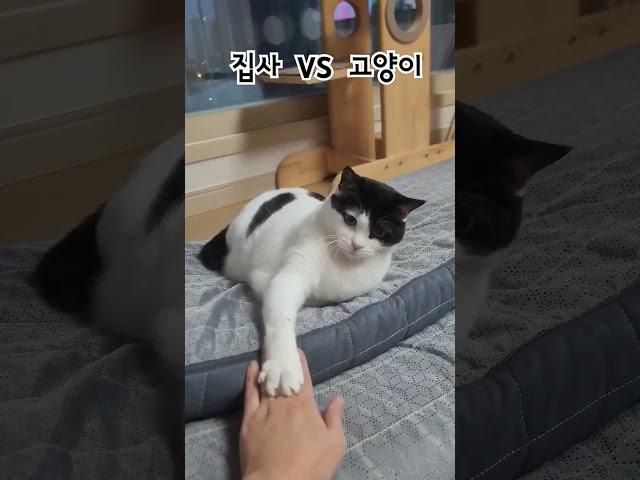 집사와 고양이의 대결