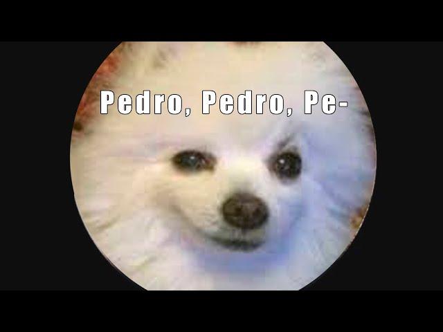 La canción de pedro | PEDRO Versión Perro