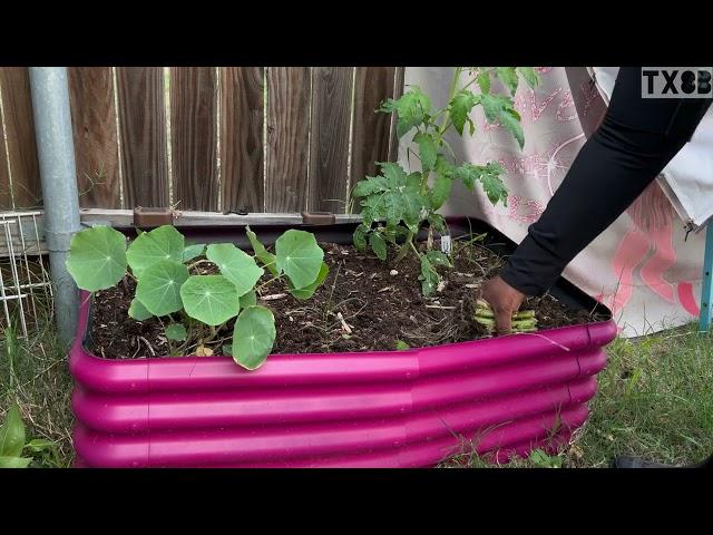 Garden Vlog Weed Eating Rocks + Clearing Space for Brassicas  #backyardgarden #fallgarden #tx8b