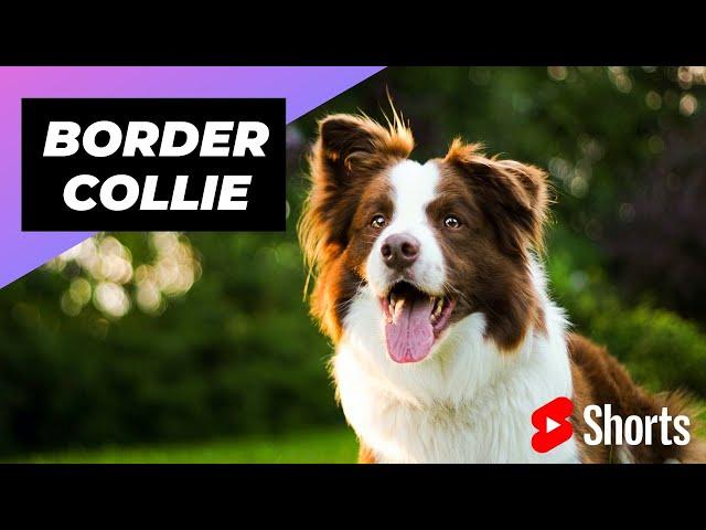 Border Collie  The Most Intelligent Dog Breed In The World #shorts #bordercollie #dog