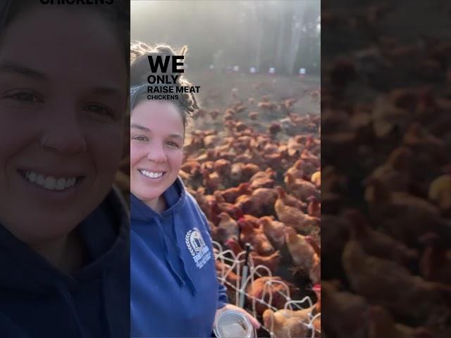 How We Raise About 4,000 Chickens for Meat on Our Commercial Regenerative Farm Without Coops - Pt 2