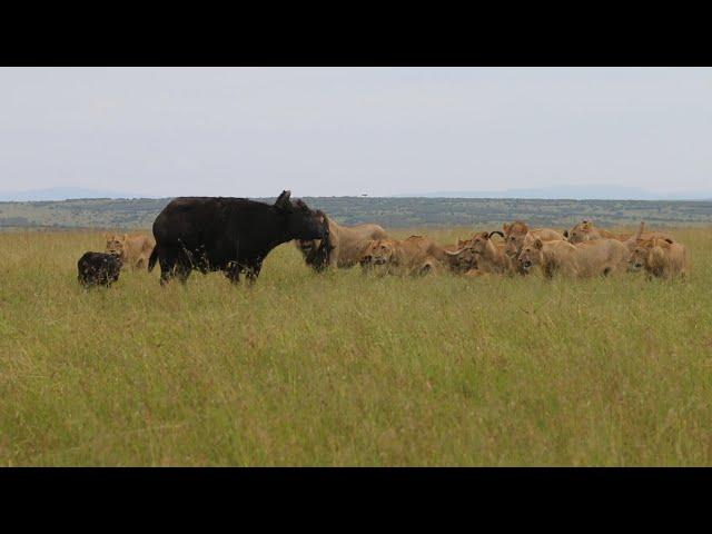 Lion pride vs buffalo herd protecting their calves (part 1)