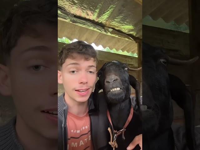 Man sings to his goat girlfriend on a date...