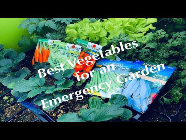 Top 12 Vegetables to Grow (During the Collapse of Western Civilization)