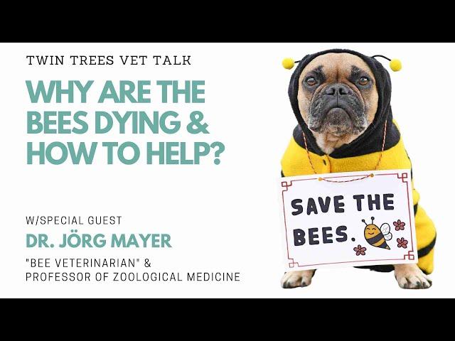 Why Are The Bees Dying  & How To Help The Bees | Twin Trees Vet Talk