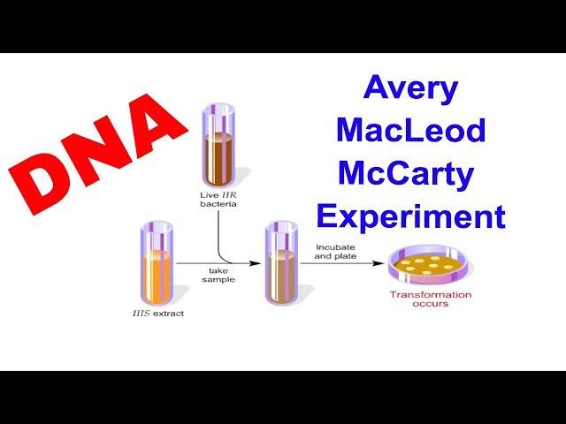 DNA as Genetic material: Avery-MacLeod-McCarty experiment (Animation)